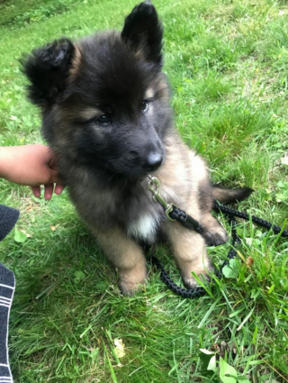 Illustration de l'article : Découvrez le Tervueren, ce magnifique Berger Belge, en 20 images drôles et touchantes