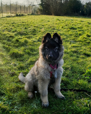 Illustration de l'article : Découvrez le Tervueren, ce magnifique Berger Belge, en 20 images drôles et touchantes