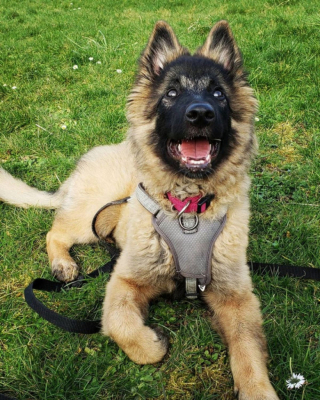 Illustration de l'article : Découvrez le Tervueren, ce magnifique Berger Belge, en 20 images drôles et touchantes