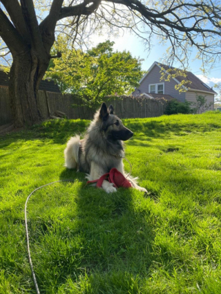 Illustration de l'article : Découvrez le Tervueren, ce magnifique Berger Belge, en 20 images drôles et touchantes