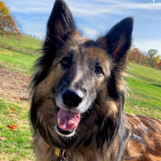 Illustration de l'article : Découvrez le Tervueren, ce magnifique Berger Belge, en 20 images drôles et touchantes