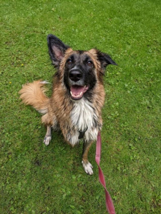Illustration de l'article : Découvrez le Tervueren, ce magnifique Berger Belge, en 20 images drôles et touchantes