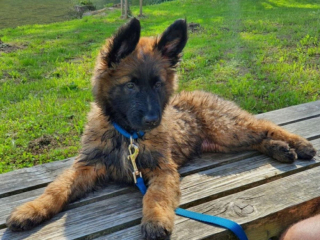 Illustration de l'article : Découvrez le Tervueren, ce magnifique Berger Belge, en 20 images drôles et touchantes