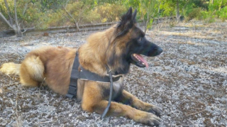 Illustration de l'article : Découvrez le Tervueren, ce magnifique Berger Belge, en 20 images drôles et touchantes