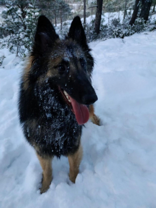 Illustration de l'article : Découvrez le Tervueren, ce magnifique Berger Belge, en 20 images drôles et touchantes