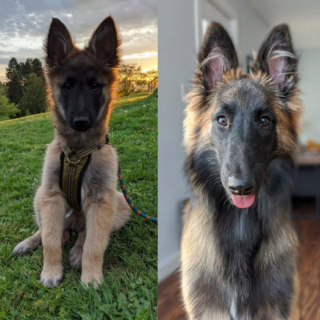 Illustration de l'article : Découvrez le Tervueren, ce magnifique Berger Belge, en 20 images drôles et touchantes