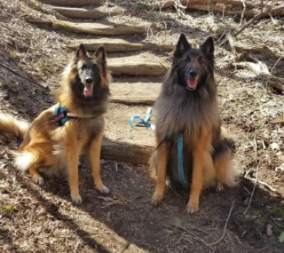 Illustration de l'article : Découvrez le Tervueren, ce magnifique Berger Belge, en 20 images drôles et touchantes