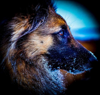 Illustration de l'article : Découvrez le Tervueren, ce magnifique Berger Belge, en 20 images drôles et touchantes