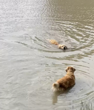 Illustration de l'article : Charlee et Yuma, deux adorables Golden Retrievers, s’unissent pour surmonter la peur de l’eau
