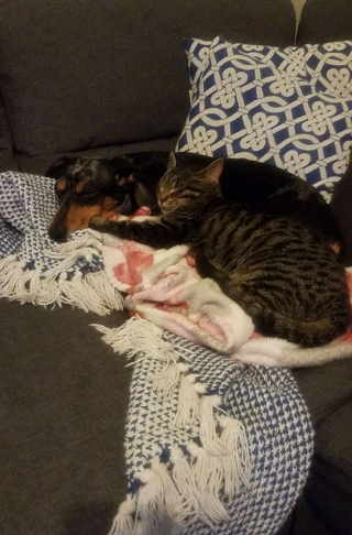 Illustration de l'article : Roger, le chien qui adorait les câlins, s'est retrouvé dans une situation délicate (vidéo)