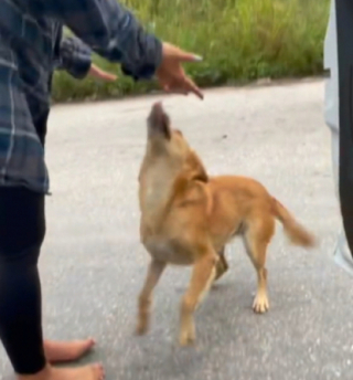Illustration de l'article : L’émouvante histoire d’amour entre une vacancière et une chienne errante (vidéo)