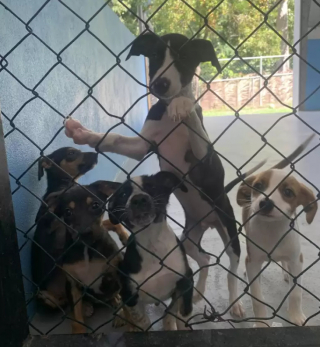 Illustration de l'article : La triste découverte de bénévoles, dans une boite en carton, près des poubelles d’un refuge