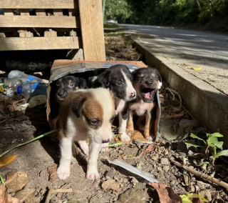 Illustration de l'article : La triste découverte de bénévoles, dans une boite en carton, près des poubelles d’un refuge