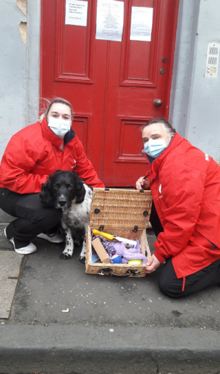 Illustration de l'article : L’admirable carrière de donneur de sang d’Arnie, le Springer Anglais