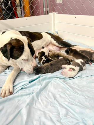 Illustration de l'article : Cette mère d’accueil a offert une journée digne d’un Spa, à l’une de ses protégées, qui venait tout juste de donner la vie (vidéo)