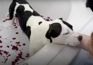 Illustration de l'article : Cette mère d’accueil a offert une journée digne d’un Spa, à l’une de ses protégées, qui venait tout juste de donner la vie (vidéo)