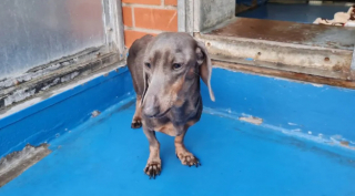 Illustration de l'article : L’histoire émouvant de Sienna, la petite chienne Teckel abandonnée dans une caisse de transport pour chats (vidéo)