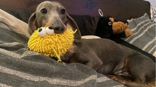 Illustration de l'article : L’histoire émouvant de Sienna, la petite chienne Teckel abandonnée dans une caisse de transport pour chats (vidéo)