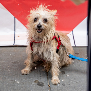 Illustration de l'article : Bob, un chien venu à un événement d’adoption, a été injustement ignoré par les participants (vidéo)