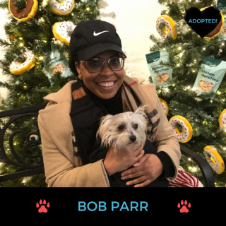 Illustration de l'article : Bob, un chien venu à un événement d’adoption, a été injustement ignoré par les participants (vidéo)