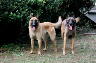 Illustration de l'article : 5 races de chiens qu’une éducatrice canin déconseille aux maîtres pour une première adoption