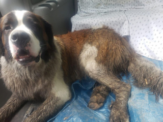 Illustration de l'article : Face à la disparition d’un Saint-Bernard, une chaîne de solidarité se met en place pour venir en aide aux maîtres inquiets