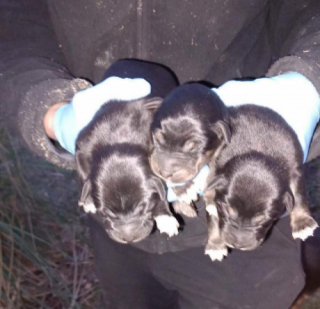 Illustration de l'article : Neuf chiots issus d'une romance éphémère cherchent des foyers aimants