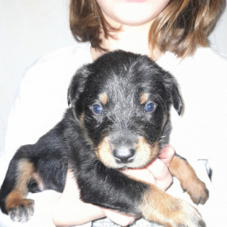 Illustration de l'article : Neuf chiots issus d'une romance éphémère cherchent des foyers aimants