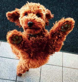 Illustration de l'article : Cet adorable Goldendoodle a su conquérir le cœur de ses voisins et reçoit les cadeaux d’un admirateur secret