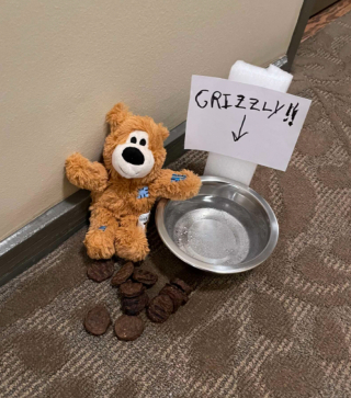 Illustration de l'article : Cet adorable Goldendoodle a su conquérir le cœur de ses voisins et reçoit les cadeaux d’un admirateur secret