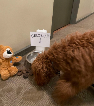Illustration de l'article : Cet adorable Goldendoodle a su conquérir le cœur de ses voisins et reçoit les cadeaux d’un admirateur secret