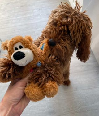 Illustration de l'article : Cet adorable Goldendoodle a su conquérir le cœur de ses voisins et reçoit les cadeaux d’un admirateur secret