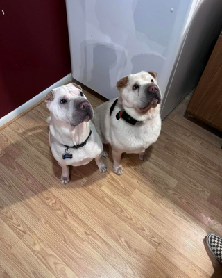 Illustration de l'article : Le hasard permet à ces deux chiens jumeaux de se retrouver des années plus tard