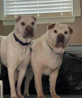 Illustration de l'article : Le hasard permet à ces deux chiens jumeaux de se retrouver des années plus tard