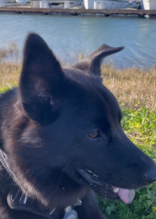 Illustration de l'article : Ce chien apporte amour et réconfort à tous ceux qui en ont besoin