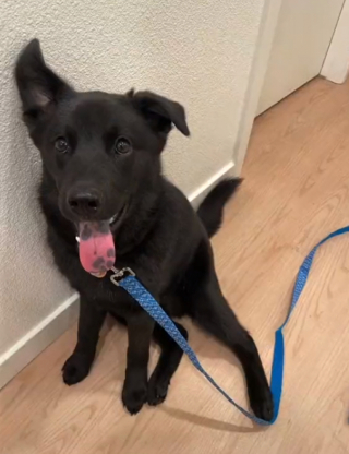 Illustration de l'article : Ce chien apporte amour et réconfort à tous ceux qui en ont besoin