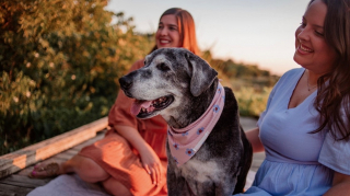 Illustration de l'article : Une retraite heureuse pour Annie, une Labrador croisée Pitbull de 19 ans, qui réalise un à un tous ses vœux