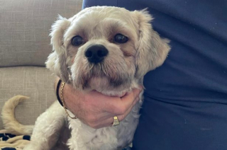 Illustration de l'article : Victime de négligences, ce chien n’avait jamais connu le confort d’un foyer aimant