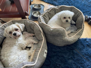 Illustration de l'article : Victime de négligences, ce chien n’avait jamais connu le confort d’un foyer aimant