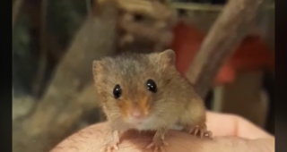 Illustration de l'article : Cette petite souris se promène sur le museau de son ami Labrador (vidéo)