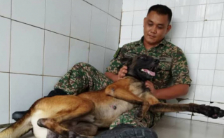 Illustration de l'article : Un Berger Belge Malinois réputé agressif a complètement changé grâce au lien tissé avec son maître-chien (vidéo)