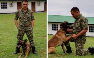 Illustration de l'article : Un Berger Belge Malinois réputé agressif a complètement changé grâce au lien tissé avec son maître-chien (vidéo)