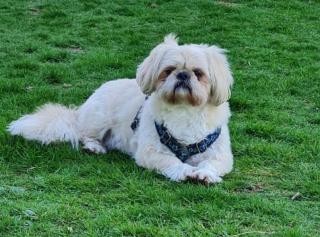 Illustration de l'article : Voici la touchante histoire de Champ, un chien aux jambes paralysées par la maladie