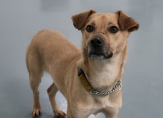 Illustration de l'article : Ce chien adorable a passé 400 jours en chenil en raison de sa cicatrice