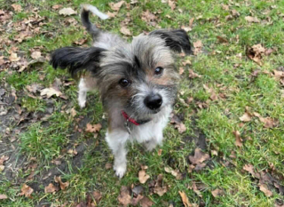 Illustration de l'article : Après avoir vécu 6 années enfermé dans une cage, ce Chien chinois à crête cherche sa famille pour la vie