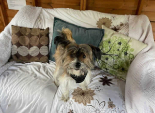 Illustration de l'article : Après avoir vécu 6 années enfermé dans une cage, ce Chien chinois à crête cherche sa famille pour la vie