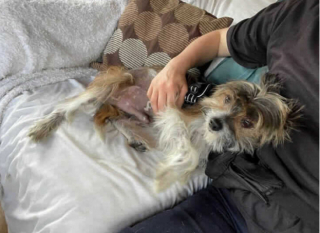 Illustration de l'article : Après avoir vécu 6 années enfermé dans une cage, ce Chien chinois à crête cherche sa famille pour la vie