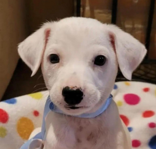 Illustration de l'article : Cette chienne séniore vit les 2 plus belles années de sa vie aux côtés de celle qui a enfin su lui donner le foyer dont elle rêvait depuis si longtemps