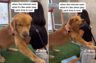 Illustration de l'article : L’habile ruse de cette jeune femme, face au comportement obstiné de son Golden Retriever, qui ne veut pas s’en aller du parc canin (vidéo)
