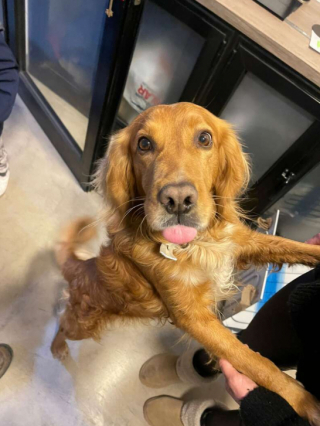 Illustration de l'article : Les facéties d’un Golden Retriever, qui profite de l’inattention de son maître, afin de s’essayer à la conduite automobile